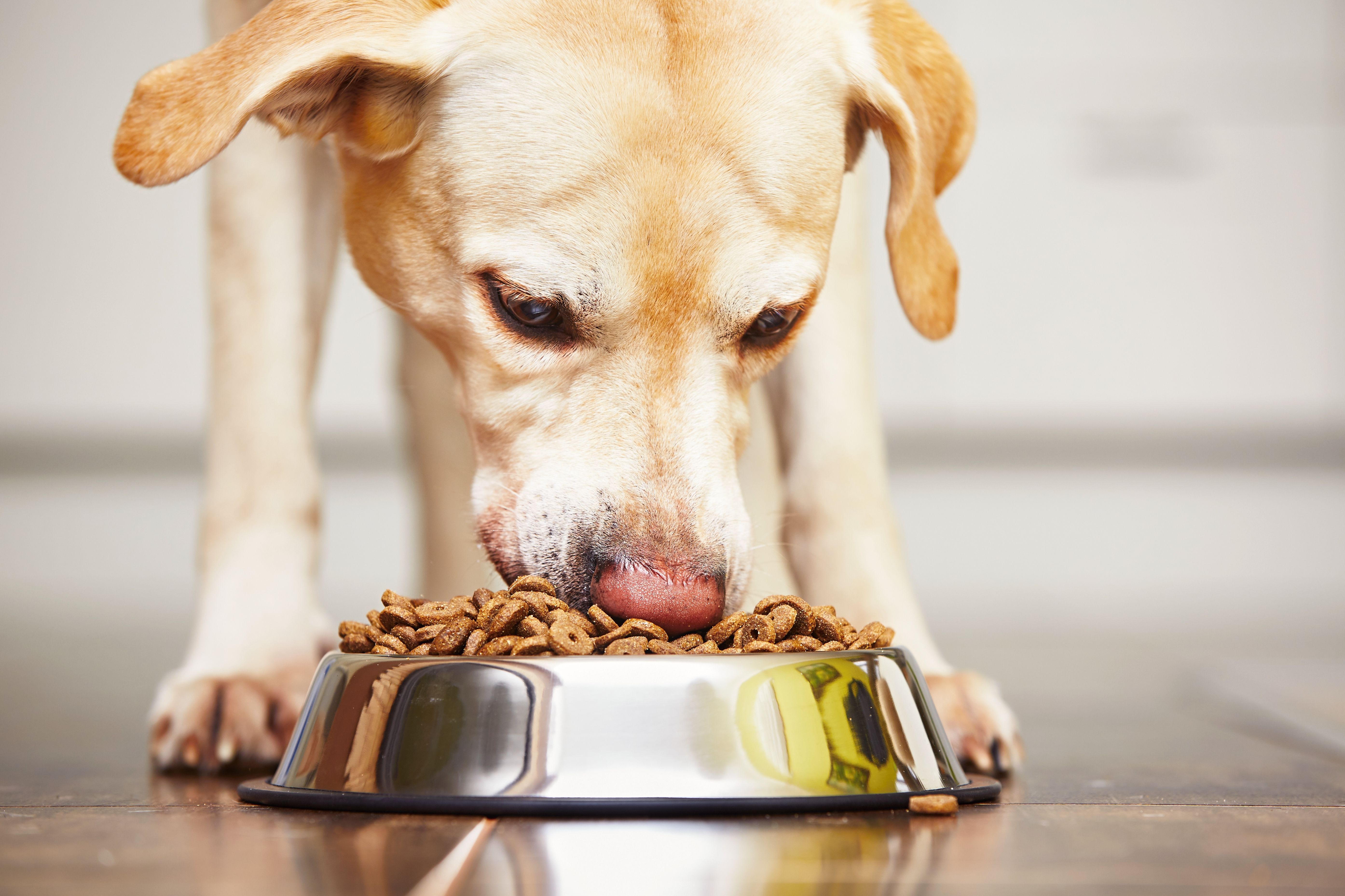 Alimentación: Servicios de Clínica Veterinaria Vetsur Fuengirola Alimentación: Servicios de Clínica Veterinaria Vetsur Fuengirola