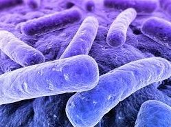 Legionella: Servicios de Garsanben Control de Plagas