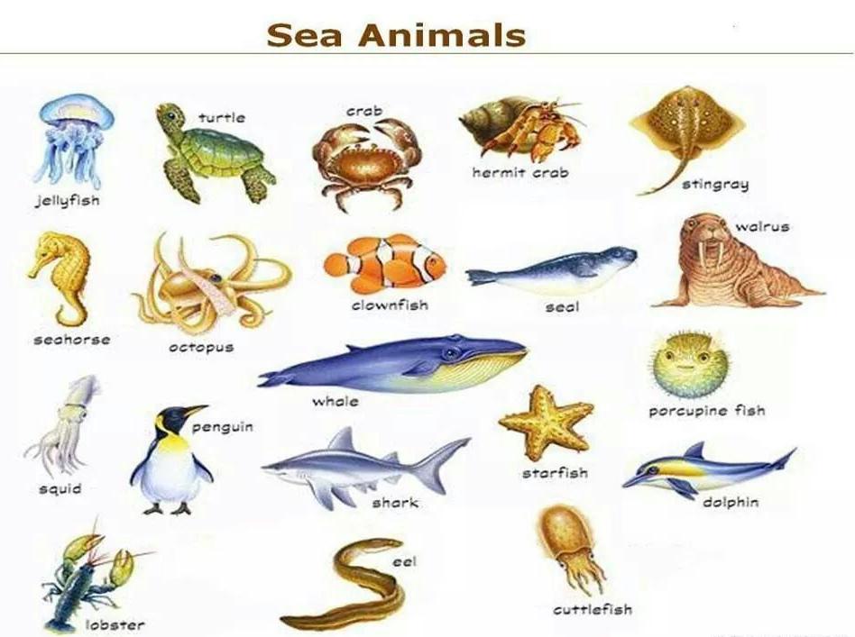 Sea animals }}