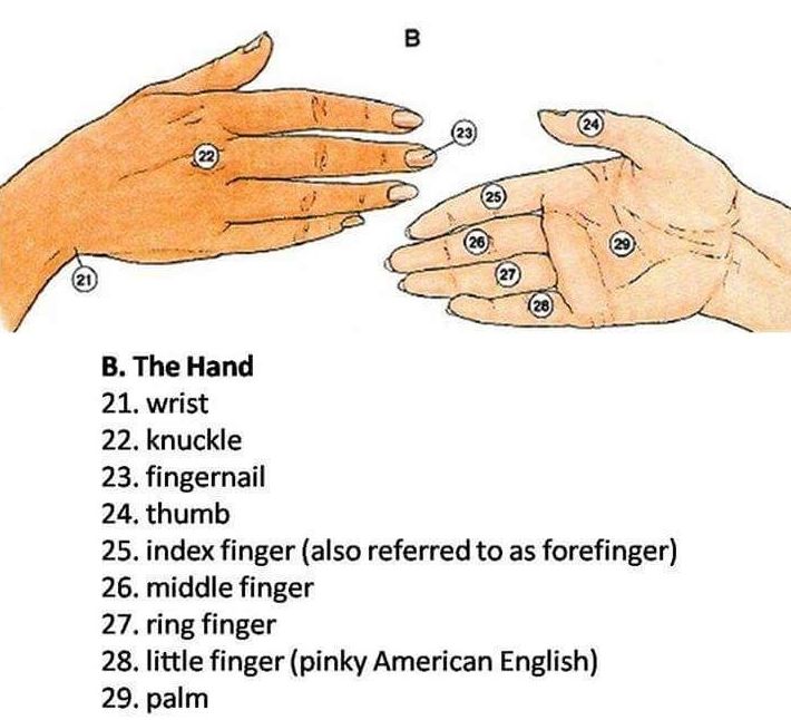 Vocabulary: Hands