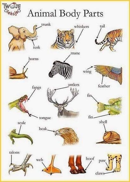 Vocabulary: Animal body parts }}