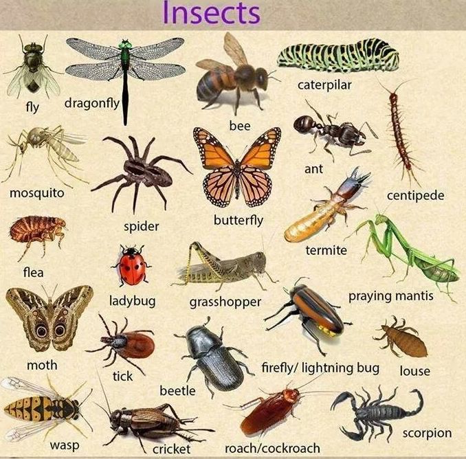 Vocabulary: insects