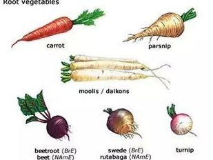 Vocabulary: root vegetables