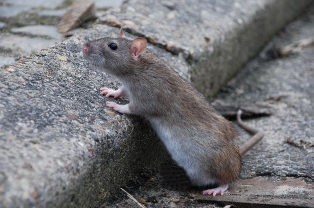 Plagas de ratas Plagas de ratas