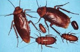 CUCARACHA PERIPLANETA : SERVICIOS de Simmply CUCARACHA PERIPLANETA : SERVICIOS de Simmply
