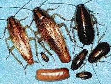 Blattella germanica Blattella germanica
