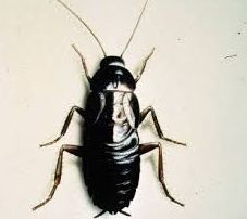 Control de plagas de la cucaracha Blatta orientalis Control de plagas de la cucaracha Blatta orientalis