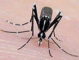 MOSQUITOS: SERVICIOS de Simmply MOSQUITOS: SERVICIOS de Simmply
