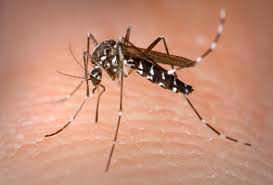 MOSQUITOS: SERVICIOS de Simmply MOSQUITOS: SERVICIOS de Simmply