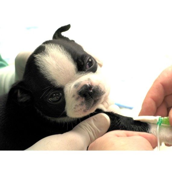 Pequeños animales: Servicios y Campañas de Clínica Veterinaria Benicalap