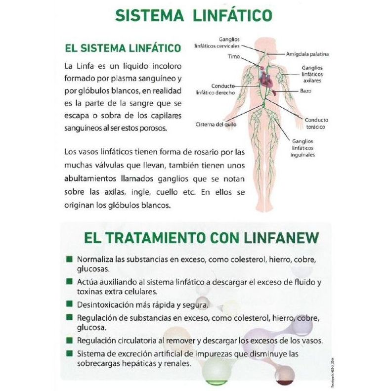 Sistema linfático: Servicios de Esther Ruiz Peluquería y Estética Sistema linfático: Servicios de Esther Ruiz Peluquería y Estética