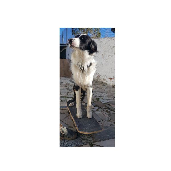 Servicio skate: Servicios de Peludos Al Agua Servicio skate: Servicios de Peludos Al Agua