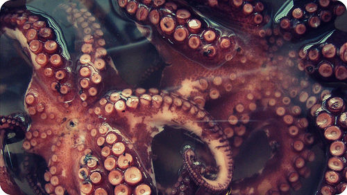 Pulpo con cachelos: Que le podemos ofrecer de Sólo Del Mar Pulpo con cachelos: Que le podemos ofrecer de Sólo Del Mar