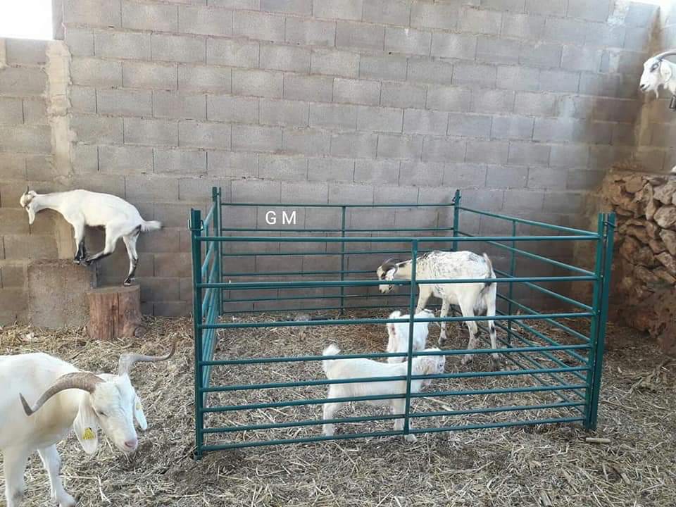 OVCA33 TELERA DE TUBO: NUESTROS PRODUCTOS de Grupo Medina OVCA33 TELERA DE TUBO: NUESTROS PRODUCTOS de Grupo Medina