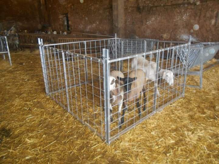 OVCA 46 TELERA CON MALLAZO: NUESTROS PRODUCTOS de Grupo Medina OVCA 46 TELERA CON MALLAZO: NUESTROS PRODUCTOS de Grupo Medina