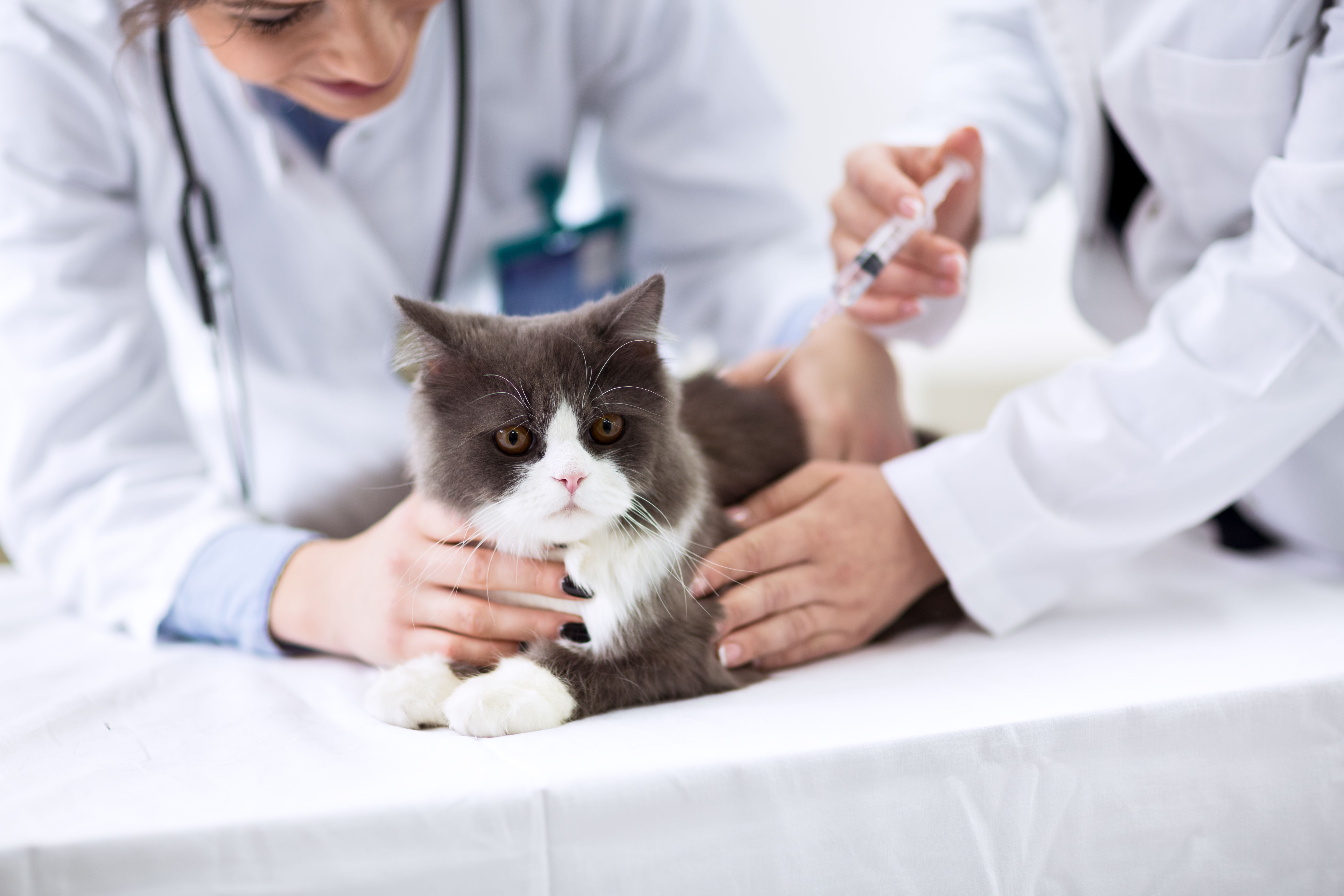 Gatos: Servicios de Clínica Veterinaria Dr. Alonso Martínez Gatos: Servicios de Clínica Veterinaria Dr. Alonso Martínez