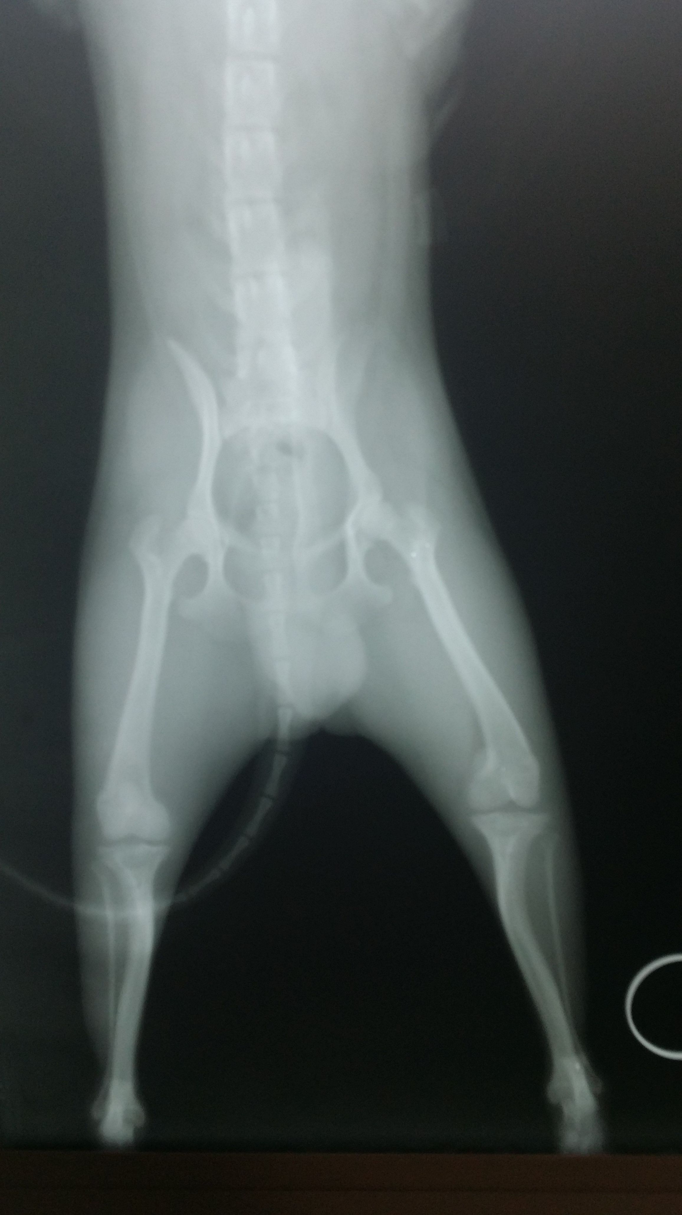 Traumatología (rayos X): Servicios de Hospital Veterinario Dr. Alonso Martinez Traumatología (rayos X): Servicios de Hospital Veterinario Dr. Alonso Martinez