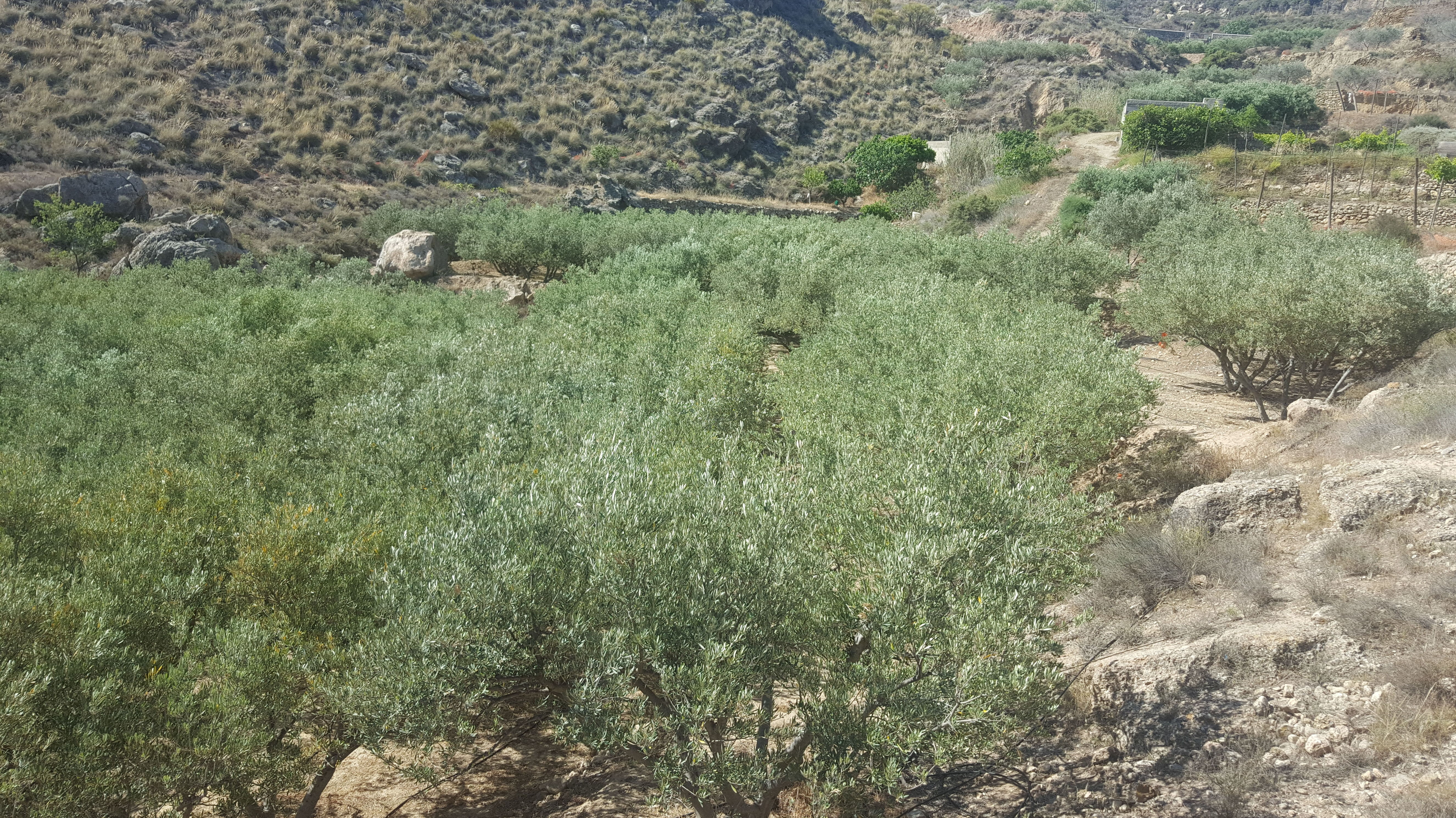 Finca y Piso en Alhama de Almeria: Servicios de Asesoría Castillo y Moreno Finca y Piso en Alhama de Almeria: Servicios de Asesoría Castillo y Moreno