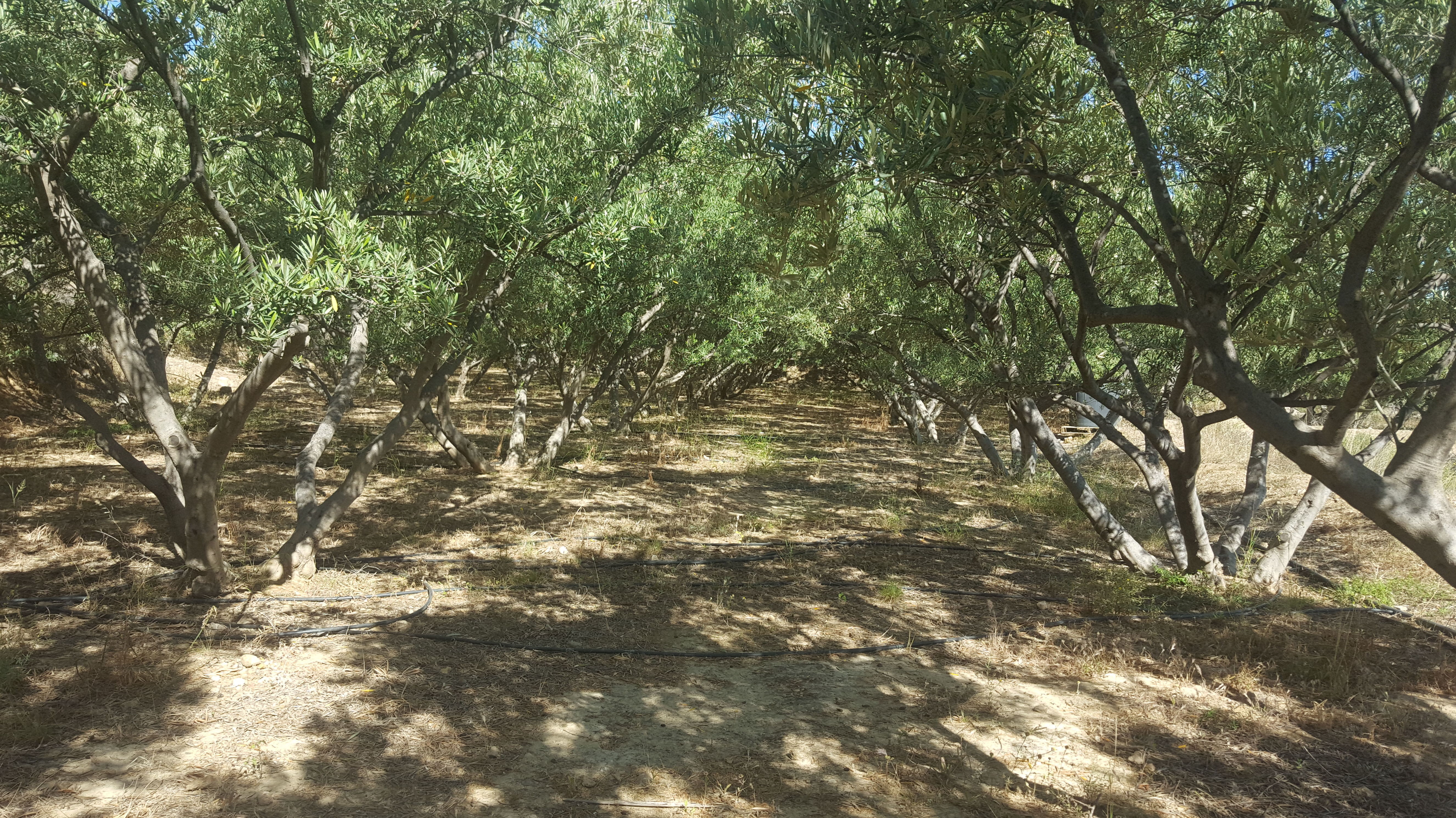 Finca y Piso en Alhama de Almeria: Servicios de Asesoría Castillo y Moreno Finca y Piso en Alhama de Almeria: Servicios de Asesoría Castillo y Moreno
