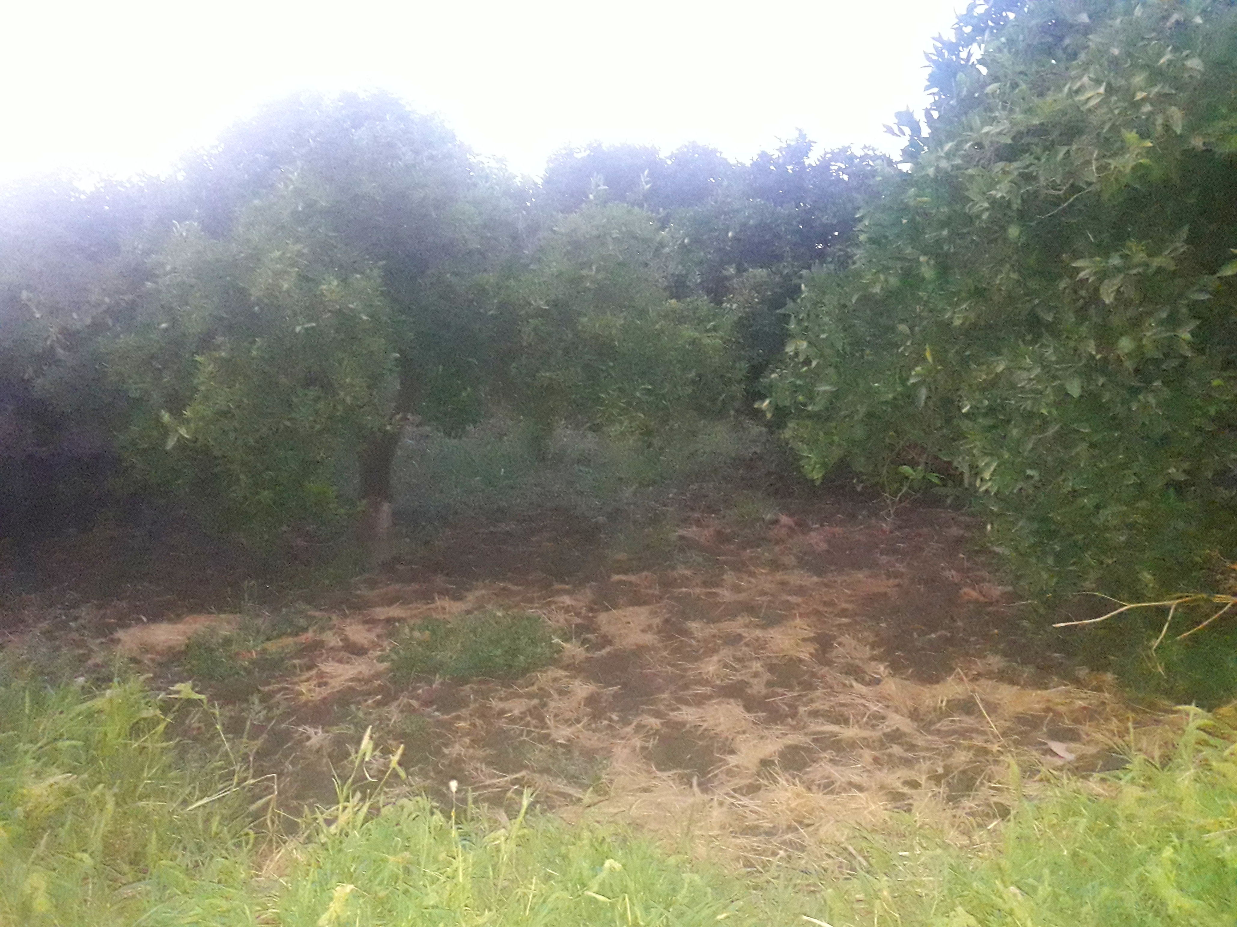 PARCELA CON CORTIJO EN BENAHADUX: Servicios de Asesoría Castillo y Moreno PARCELA CON CORTIJO EN BENAHADUX: Servicios de Asesoría Castillo y Moreno