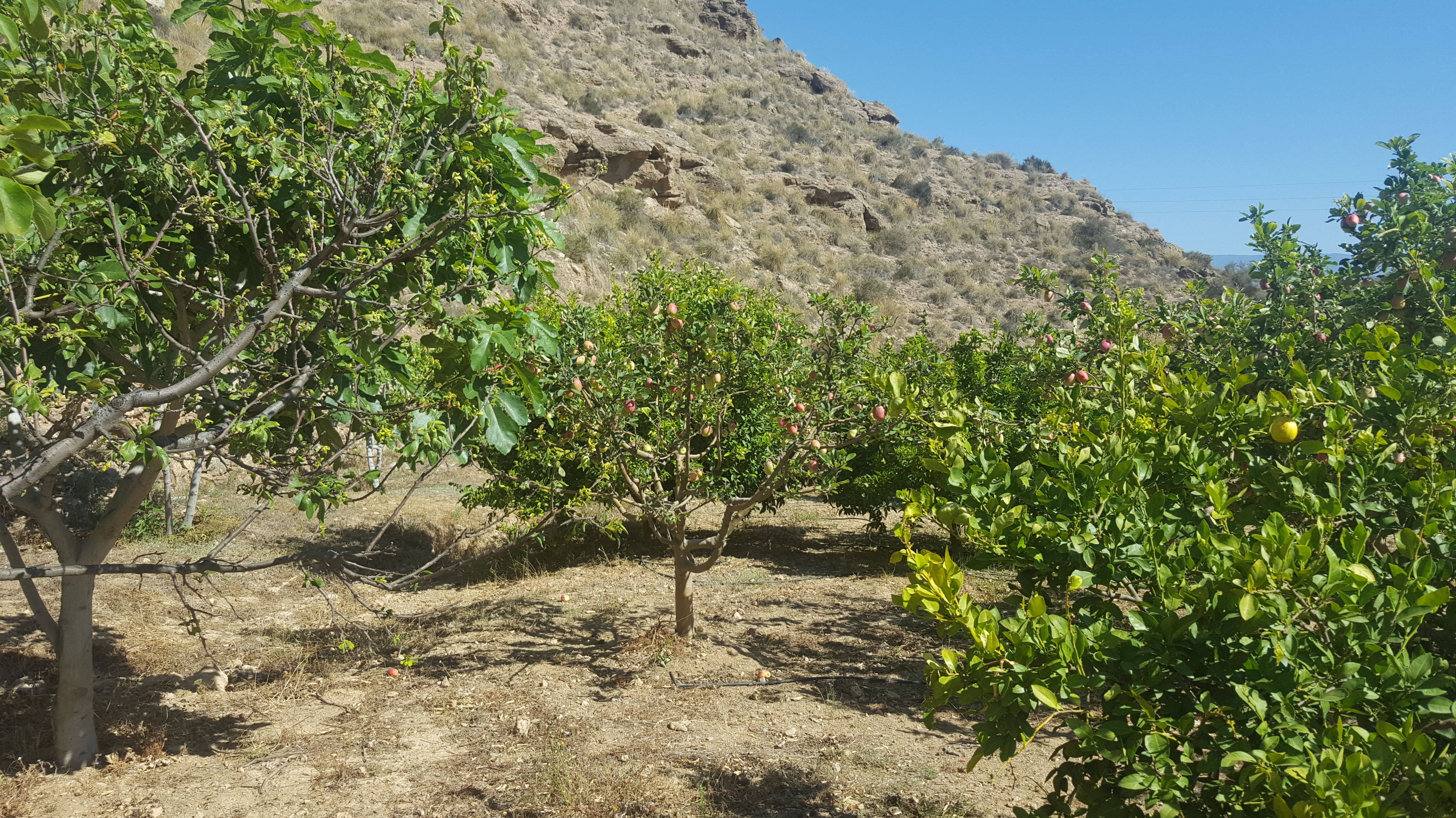 Finca y Piso en Alhama de Almeria: Servicios de Asesoría Castillo y Moreno Finca y Piso en Alhama de Almeria: Servicios de Asesoría Castillo y Moreno