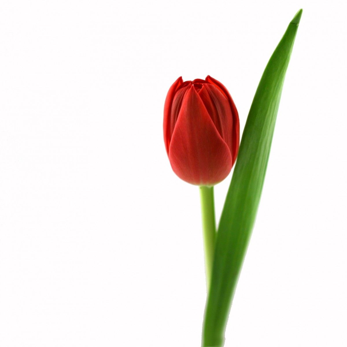 Flores individuales: Catálogo de Iberflor Decoración y Diseño Floral Flores individuales: Catálogo de Iberflor Decoración y Diseño Floral