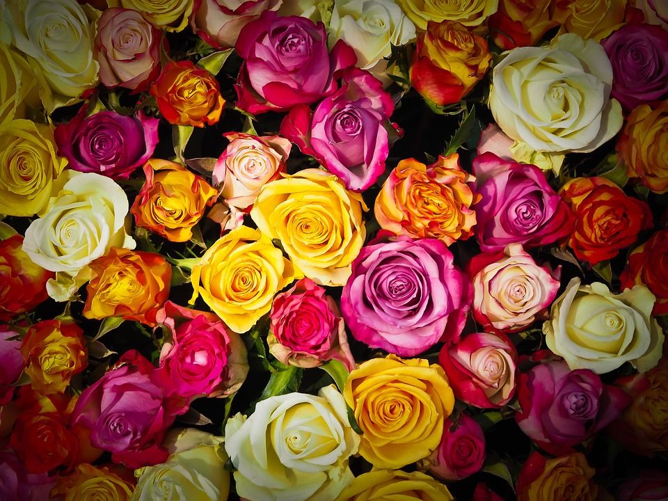 Rosas: Catálogo de Iberflor Decoración y Diseño Floral Rosas: Catálogo de Iberflor Decoración y Diseño Floral